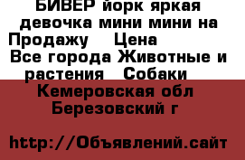 БИВЕР йорк яркая девочка мини мини на Продажу! › Цена ­ 45 000 - Все города Животные и растения » Собаки   . Кемеровская обл.,Березовский г.